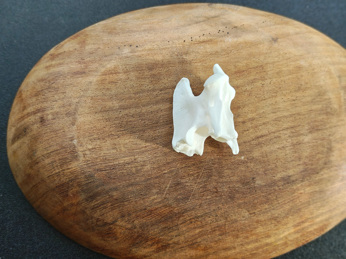 Red Fox Axis Bone