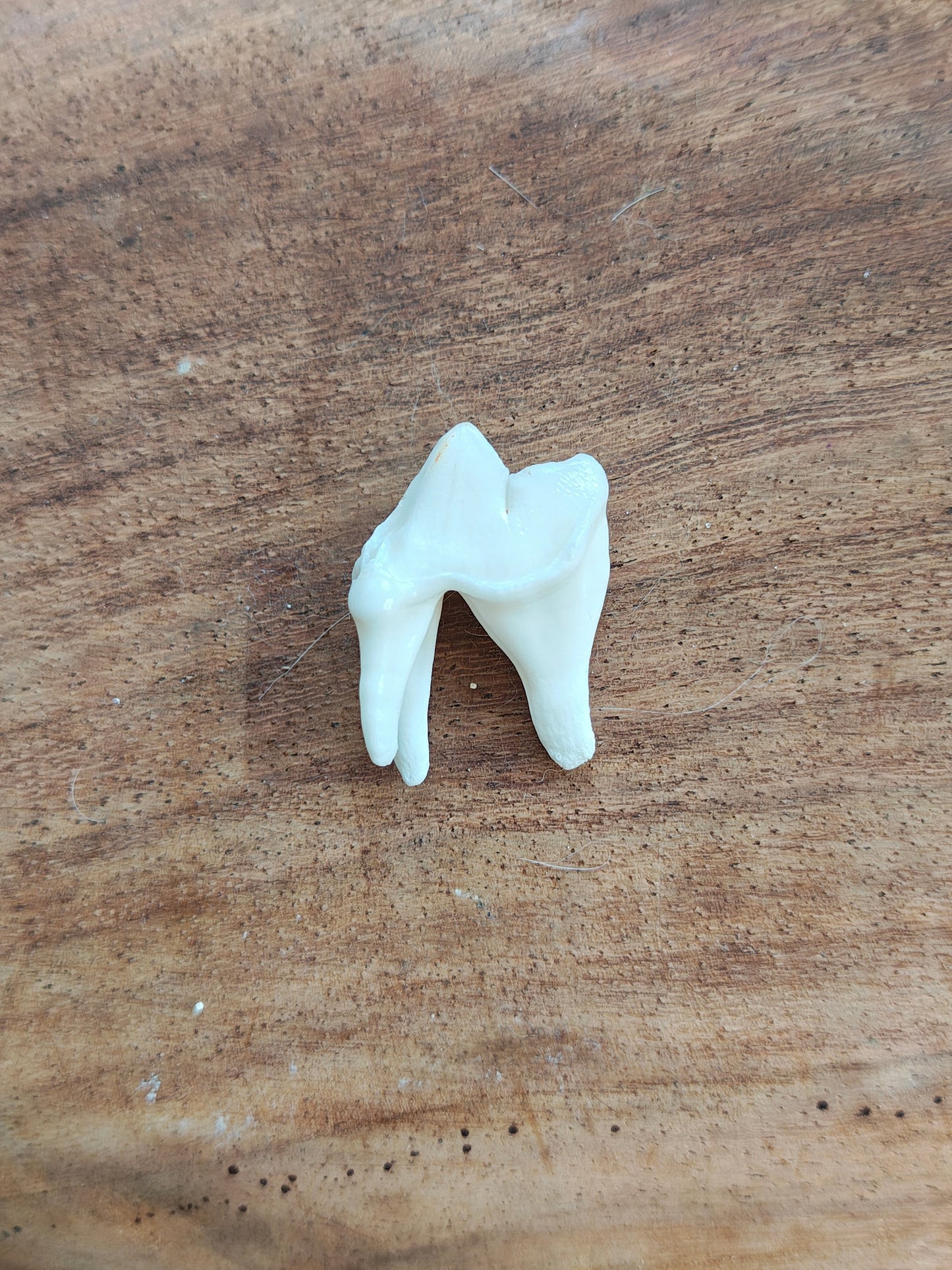 Coyote Molars