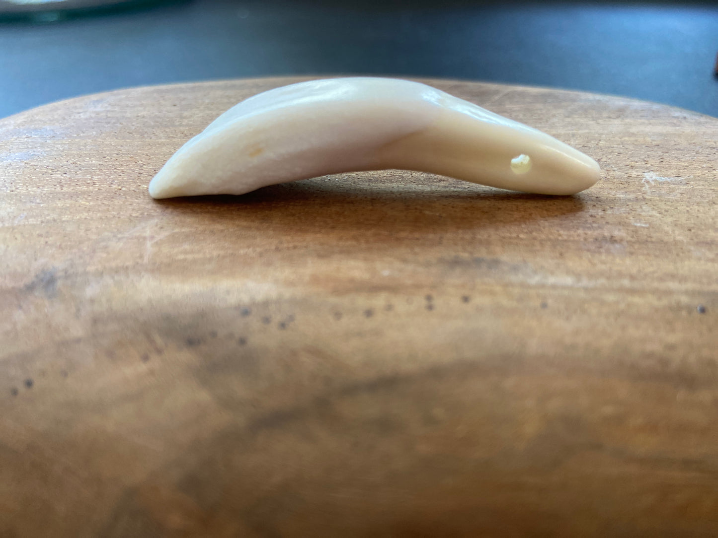 Buffalo Teeth