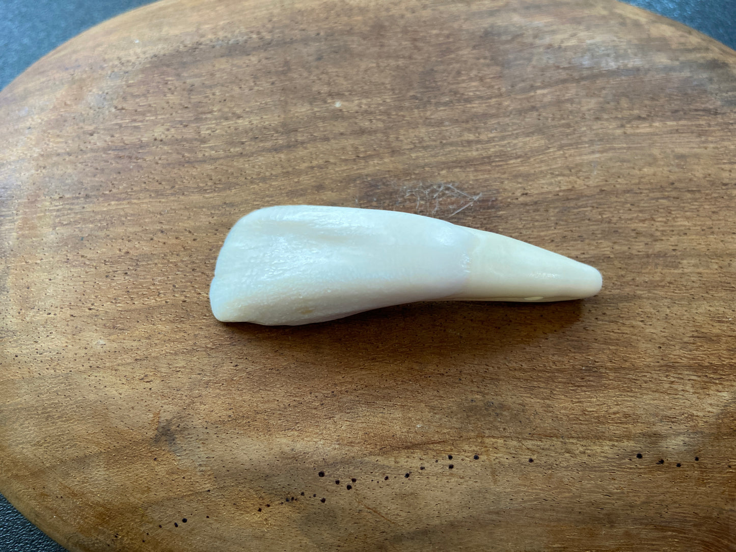 Buffalo Teeth