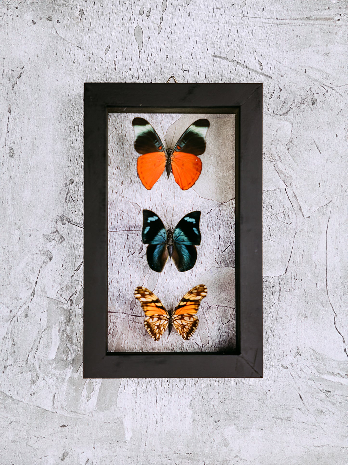 Framed Butterfly Art: 3 Butterfly Variety 418