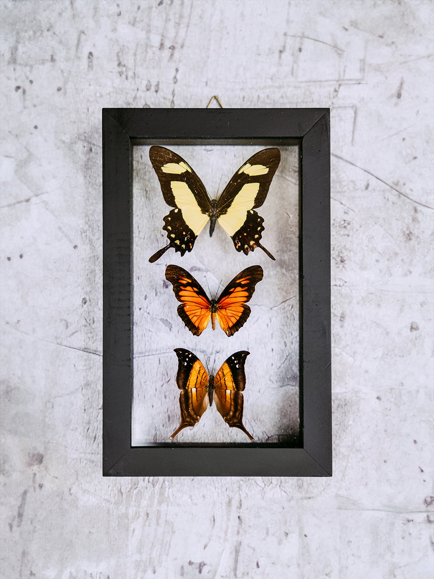 Framed Butterfly Art: 3 Butterfly Variety 694