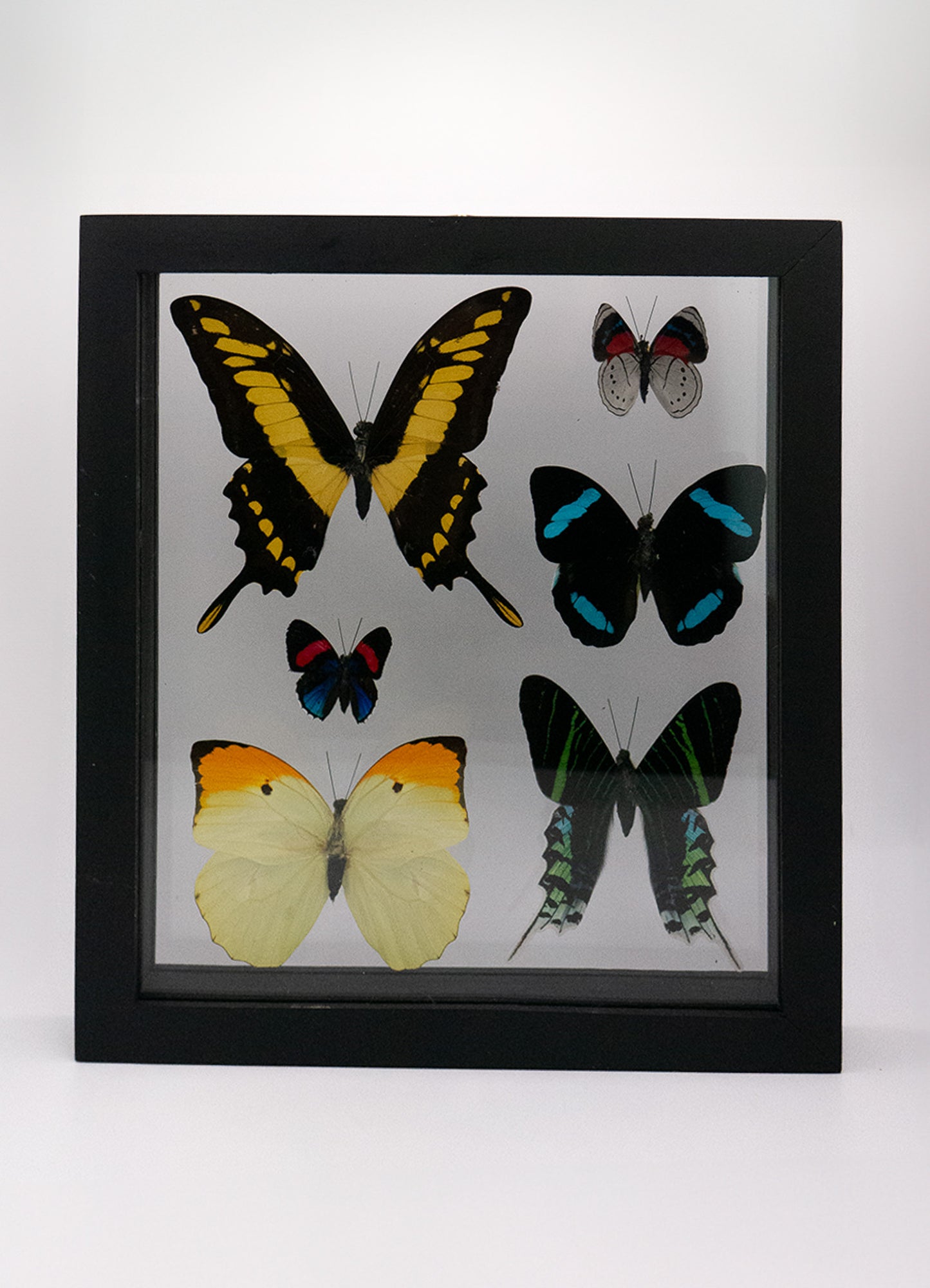 Framed Butterfly Art: 6 Butterfly Variety 250