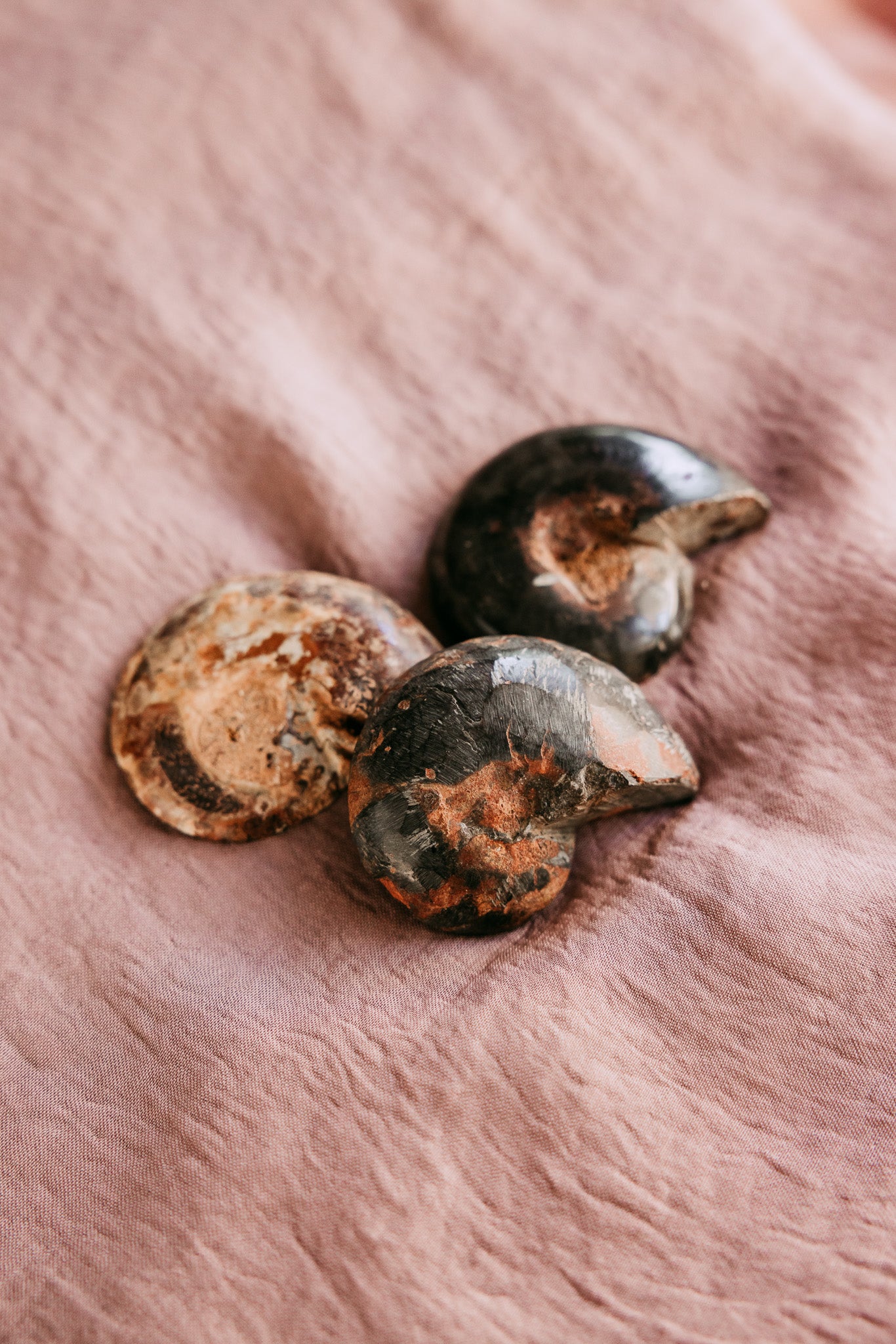 Ammonite Fossil Polished Slices