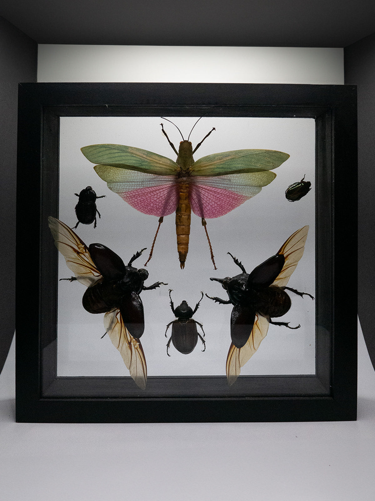 Beetles & Grasshopper Small Framed Insects