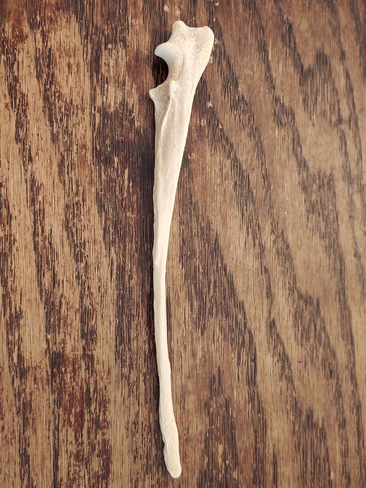 Coyote Leg Bone