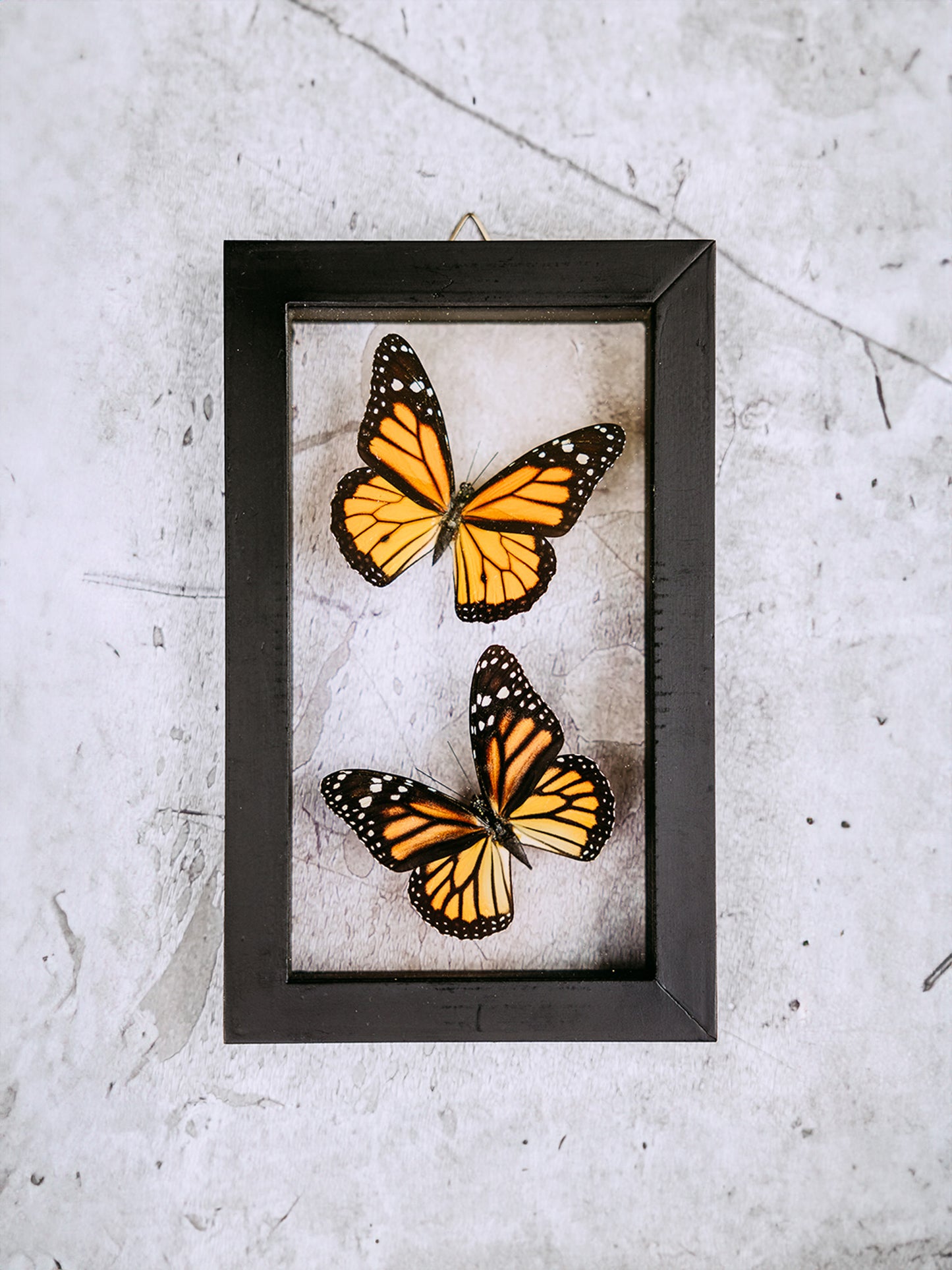 Framed Butterfly Art: Double Monarch