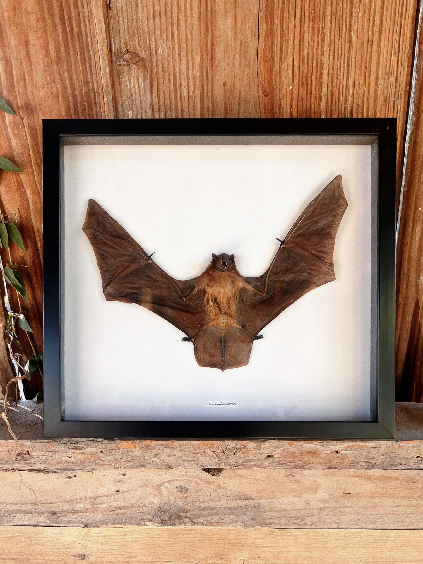 Framed Taxidermy Bat