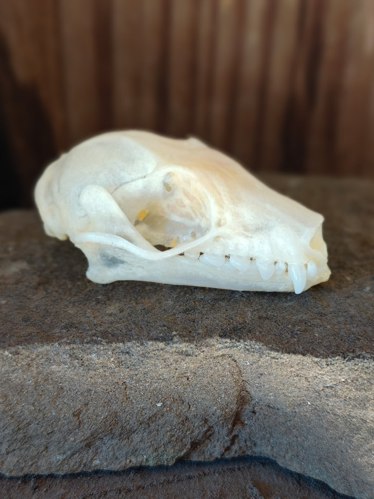 Fruit Bat Skull