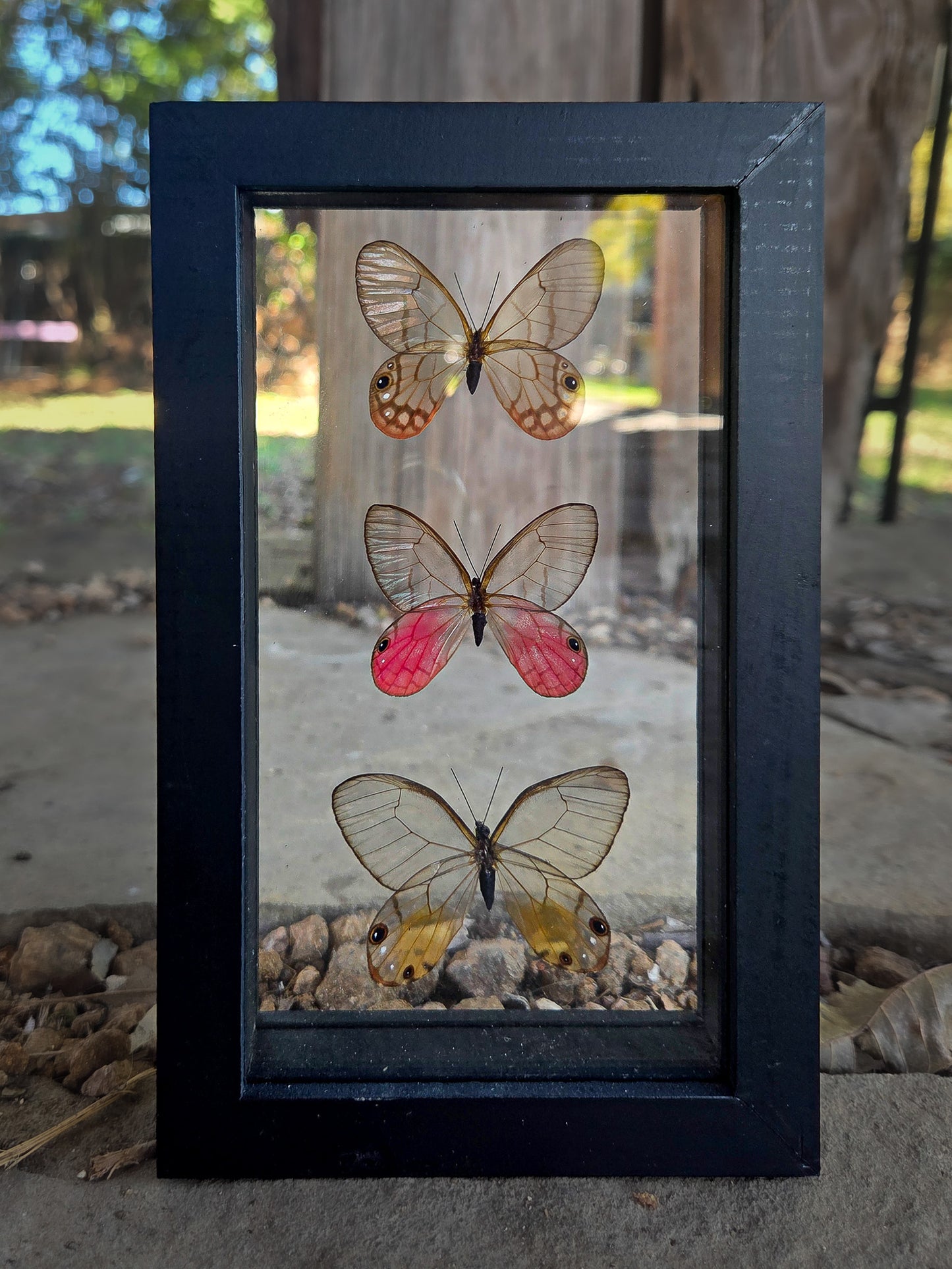 Glass Winged Framed Butterfly