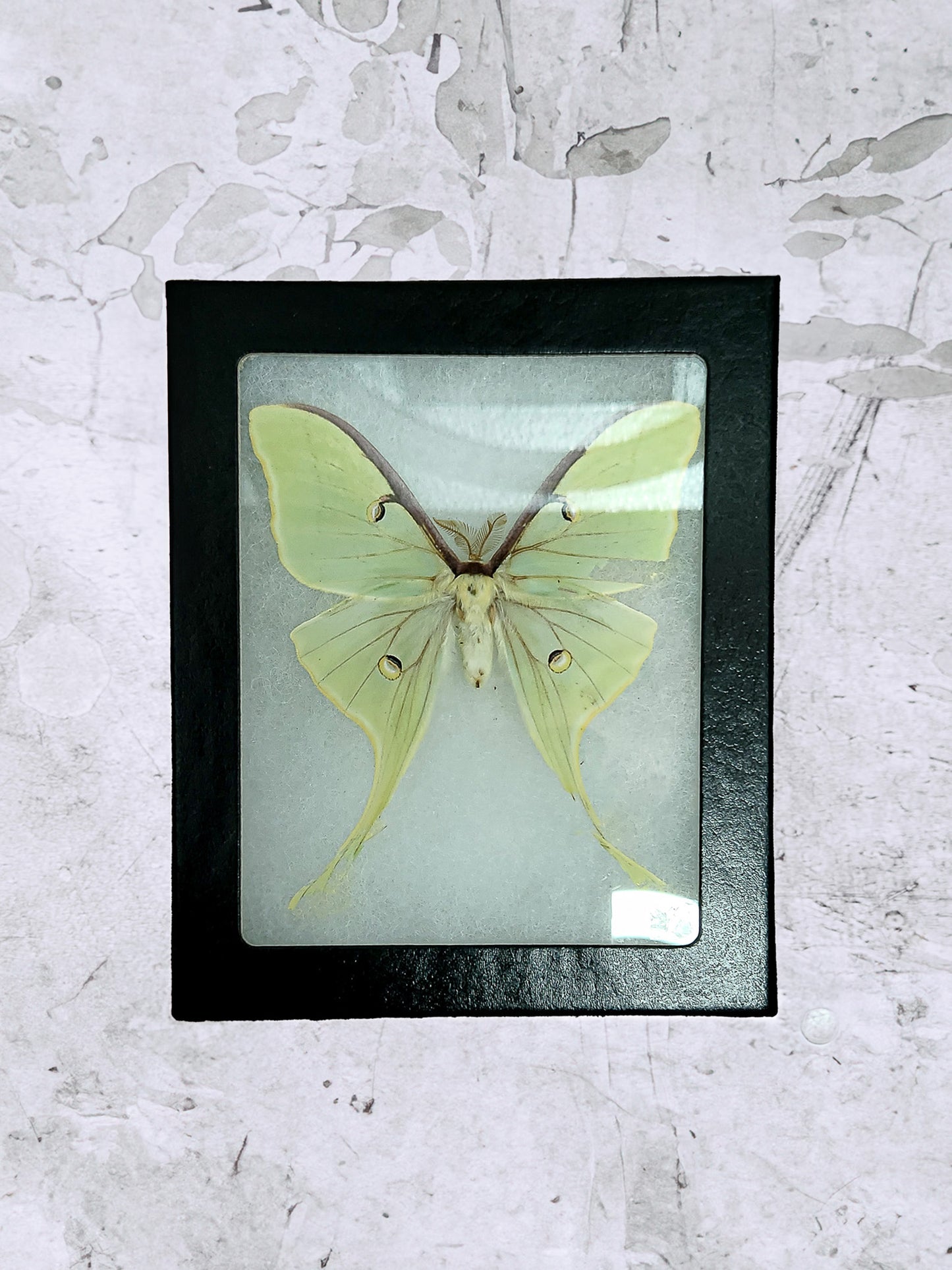 Luna Moth