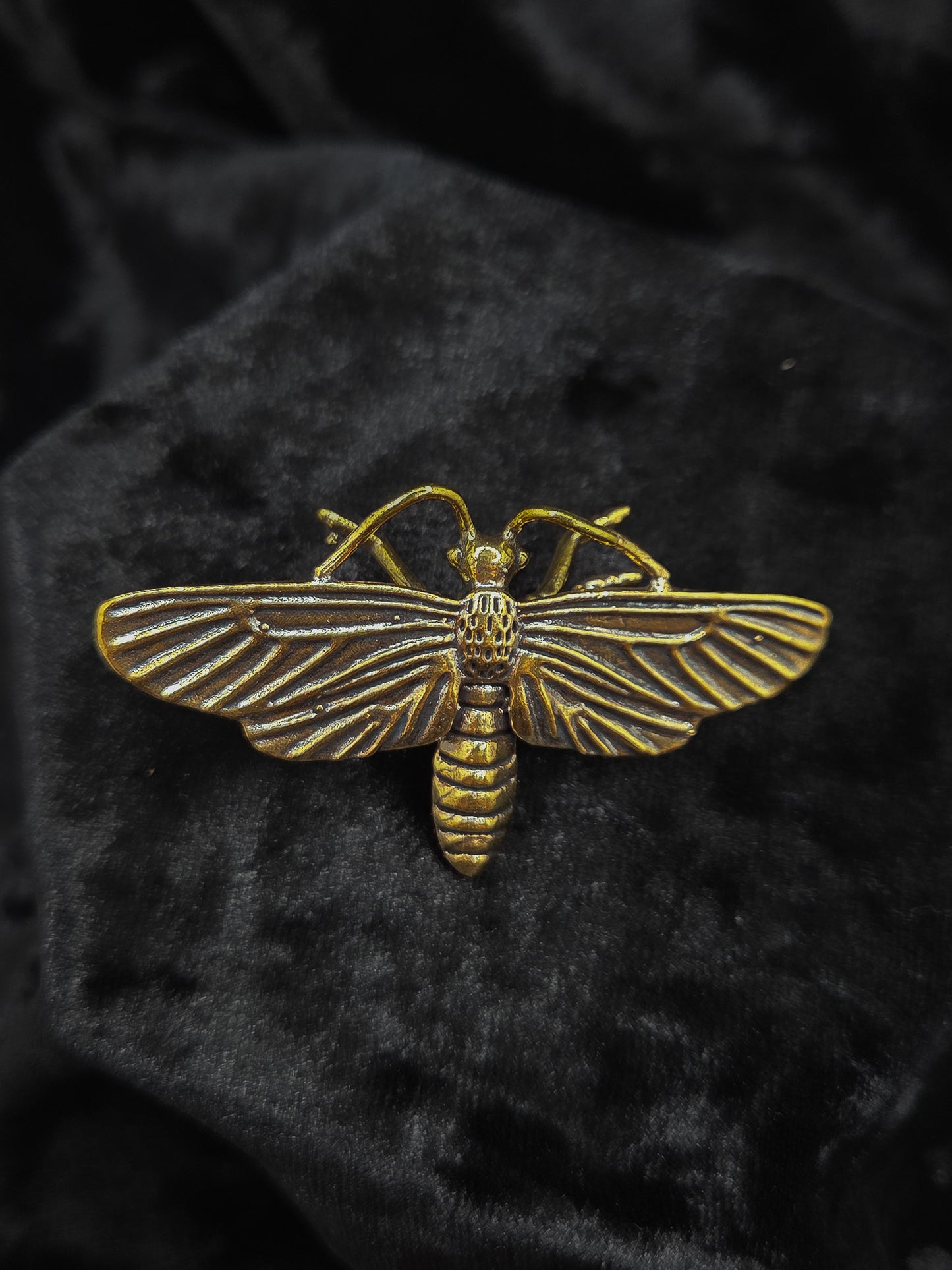 Mini Brass Moth