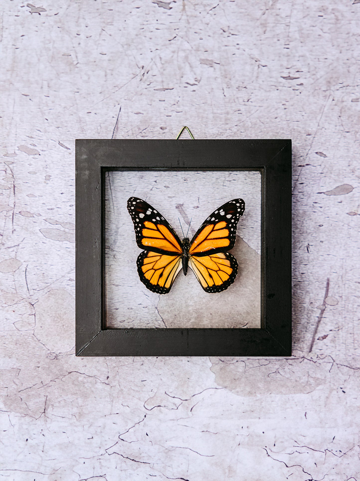Framed Butterfly Art: Single Monarch