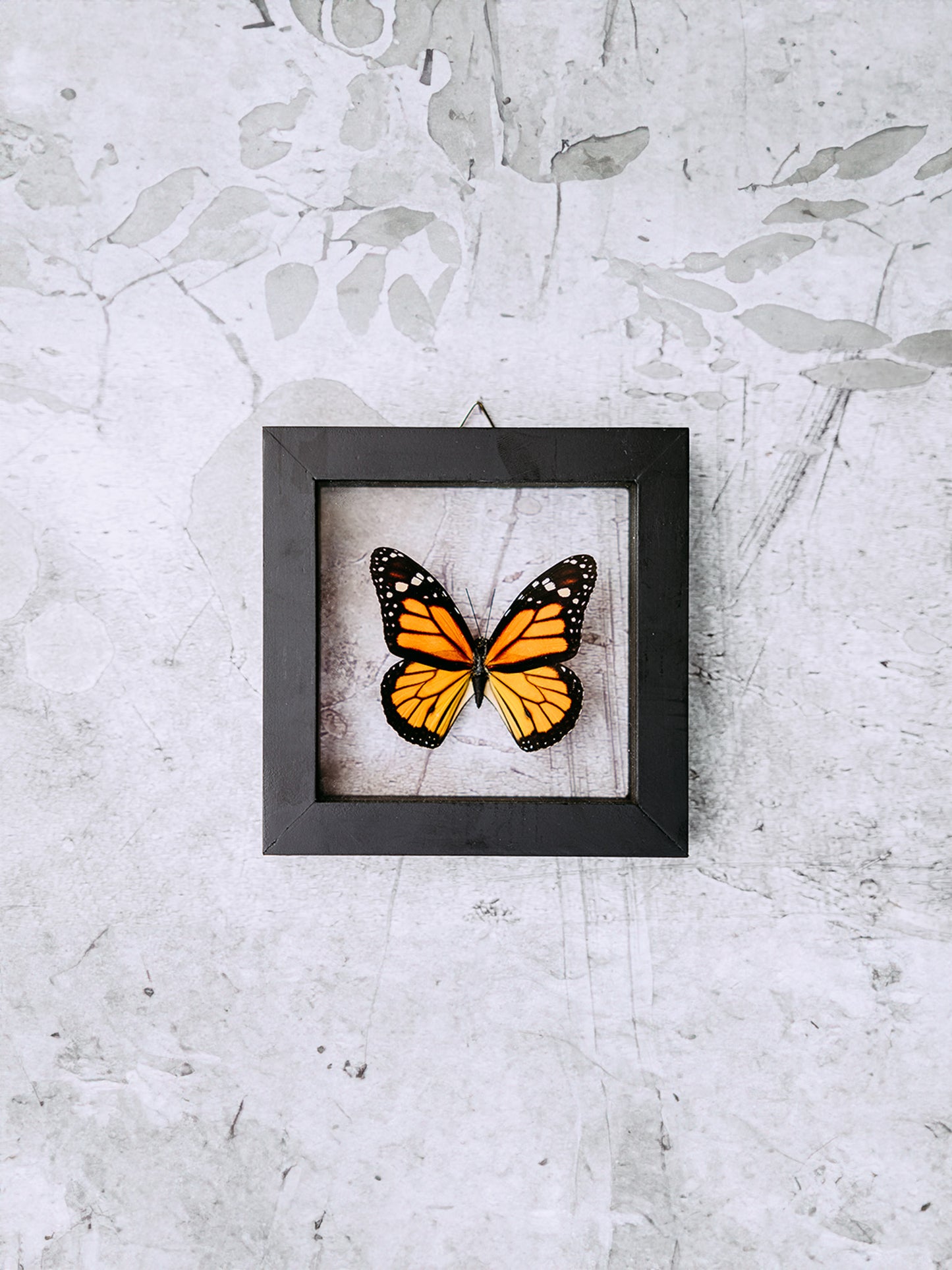 Framed Butterfly Art: Single Monarch