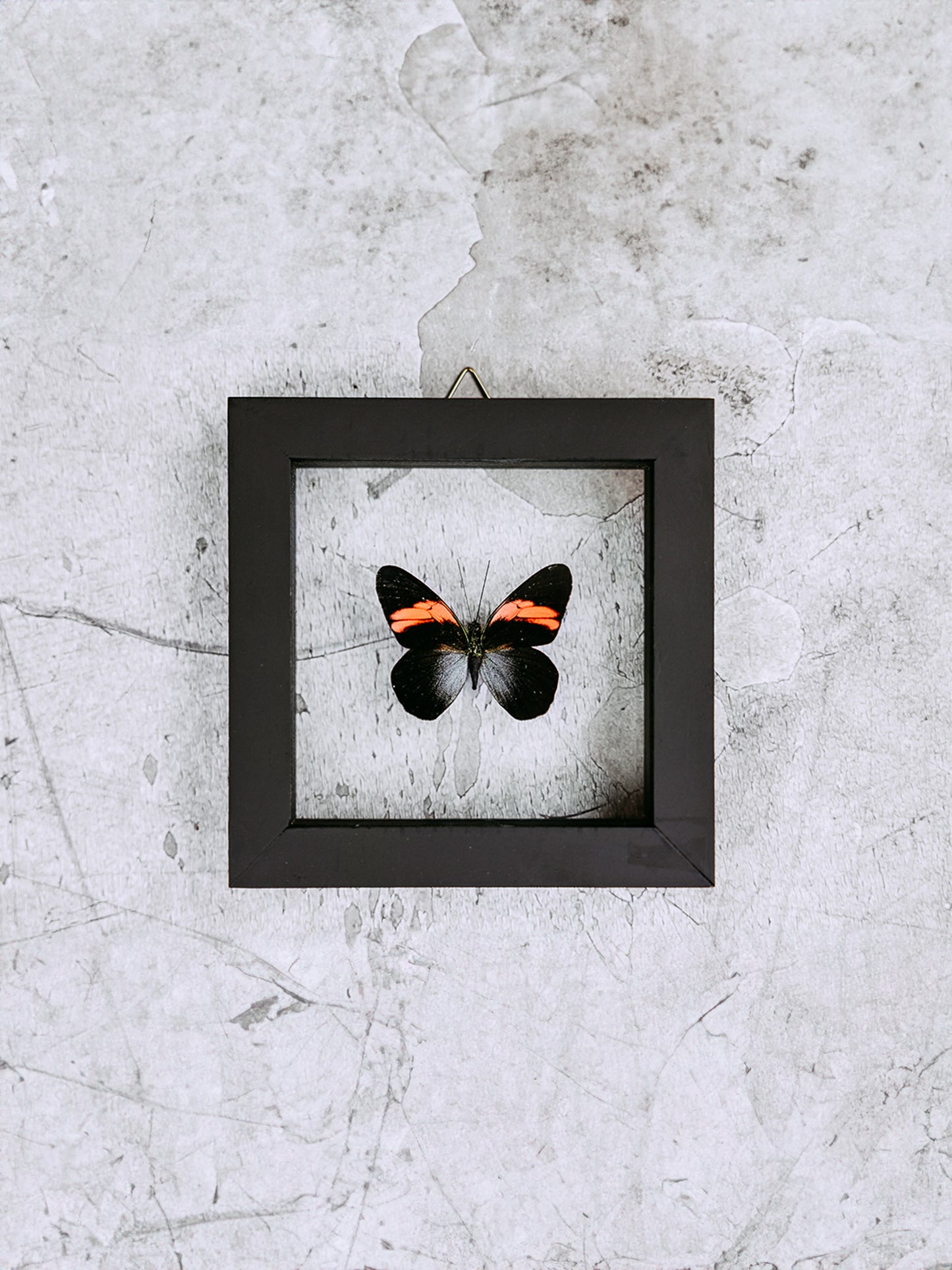 Framed Butterfly Art: Orange and Black Single