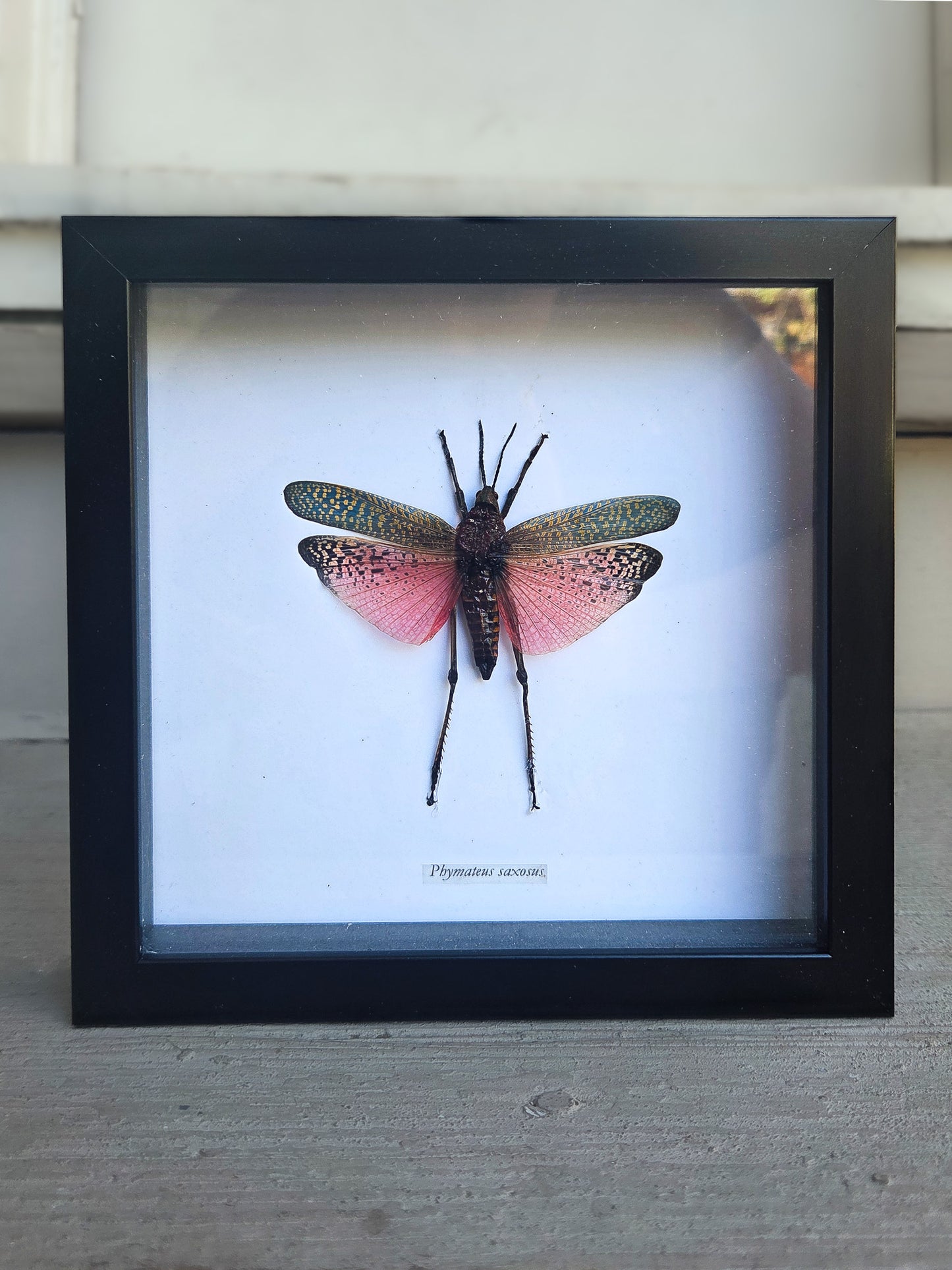 Framed Insect Taxidermy
