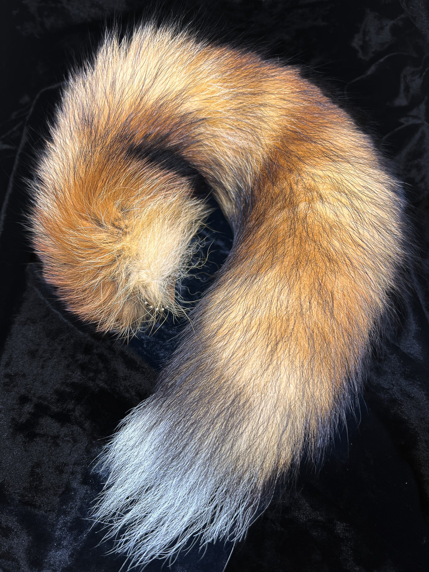Real Fox Tail