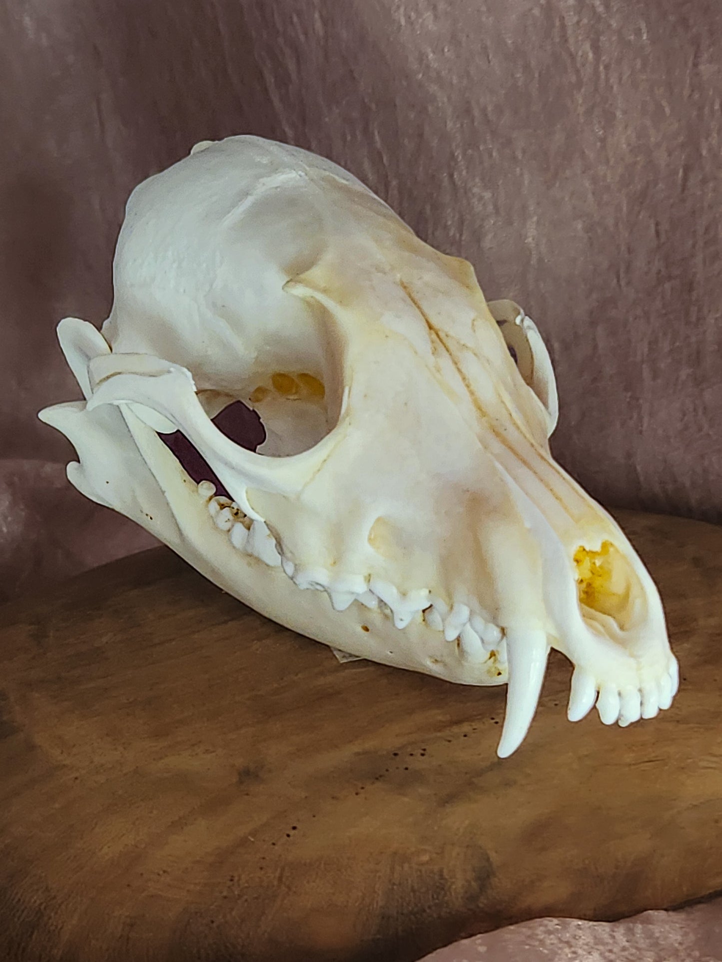 Red Fox Skull