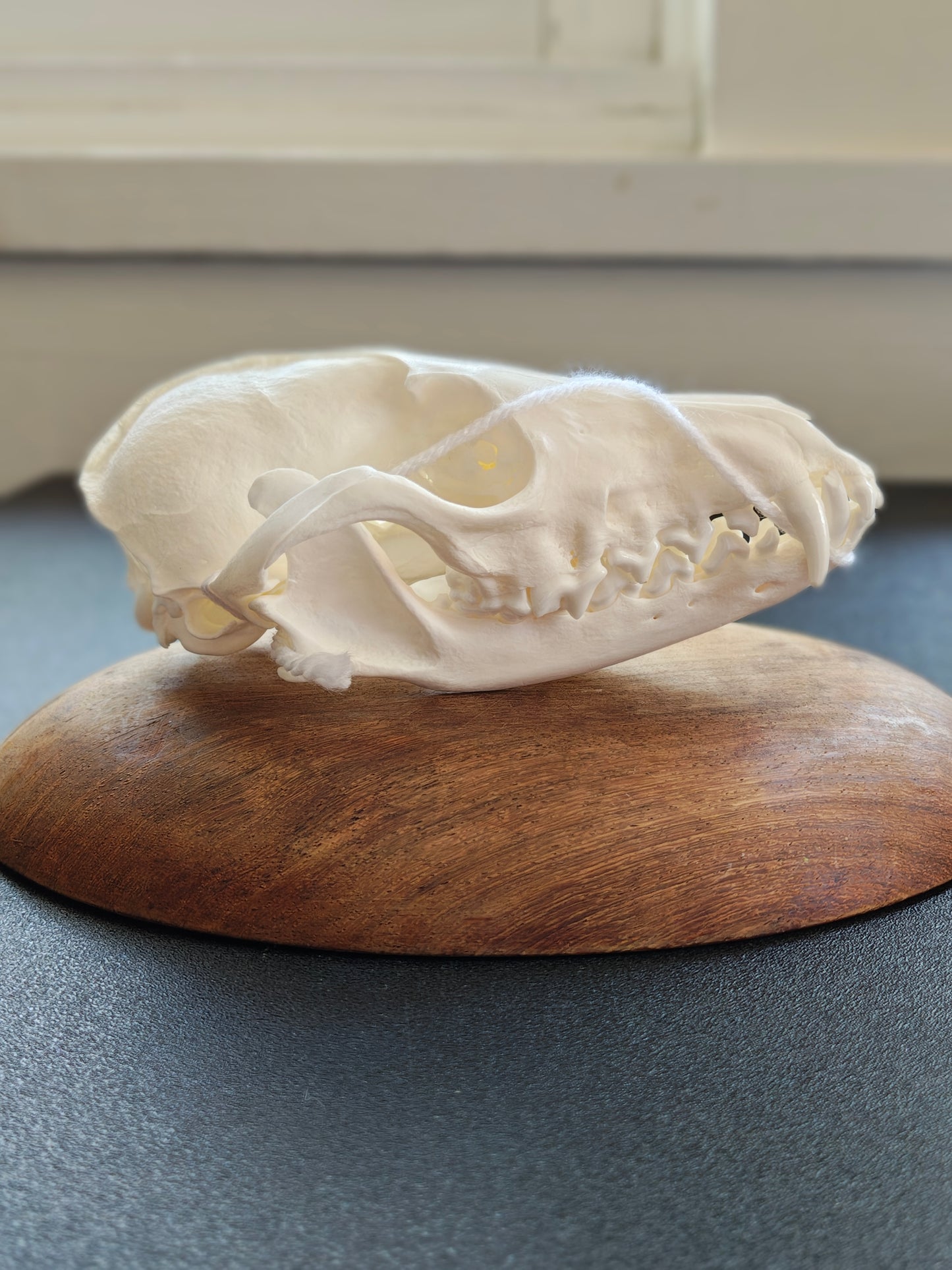 Red Fox Skull