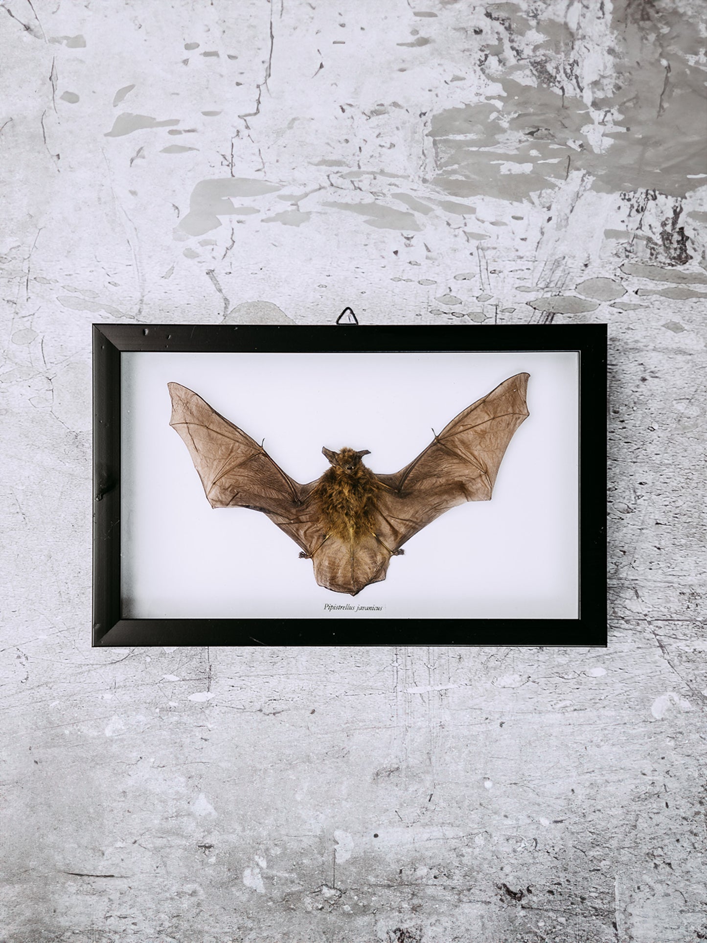 Framed Taxidermy Bat