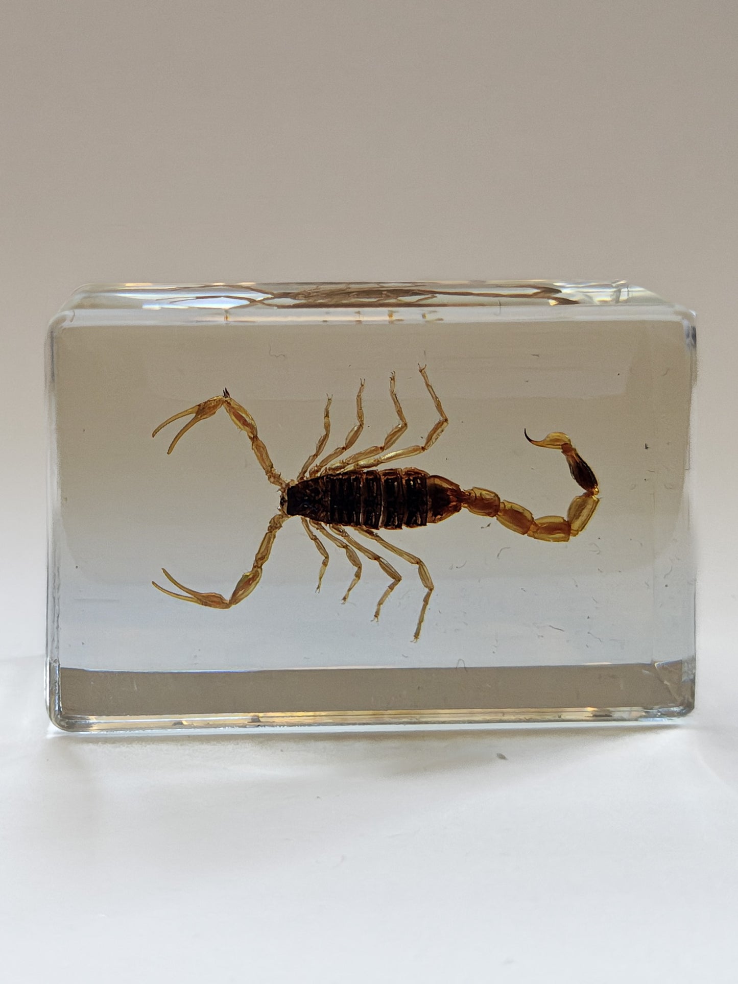 Taxidermy in Resin
