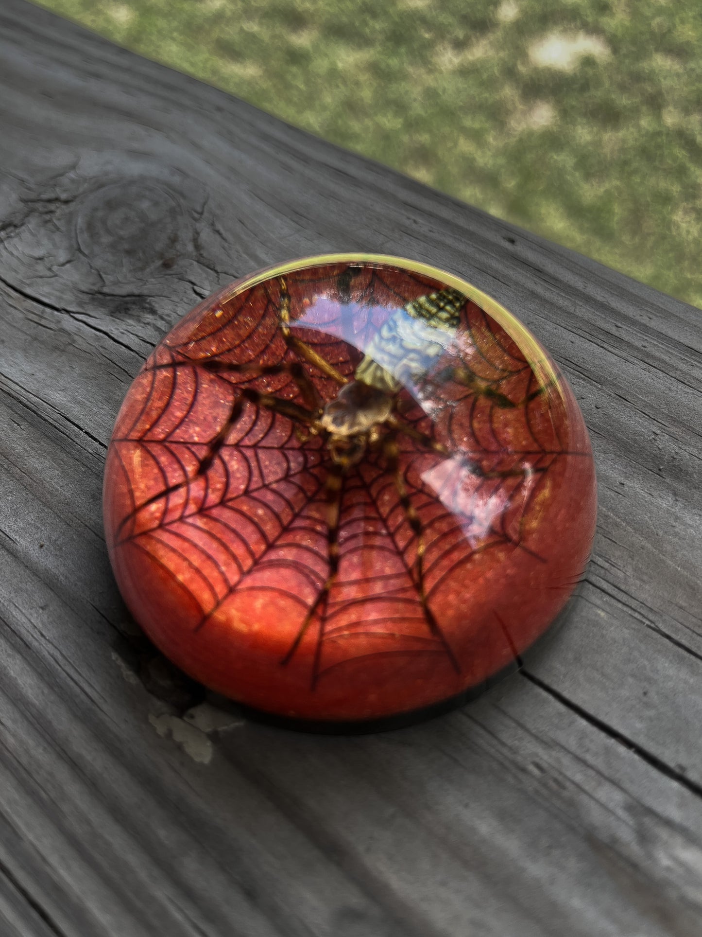 Spider Half Dome Paperweight Medium