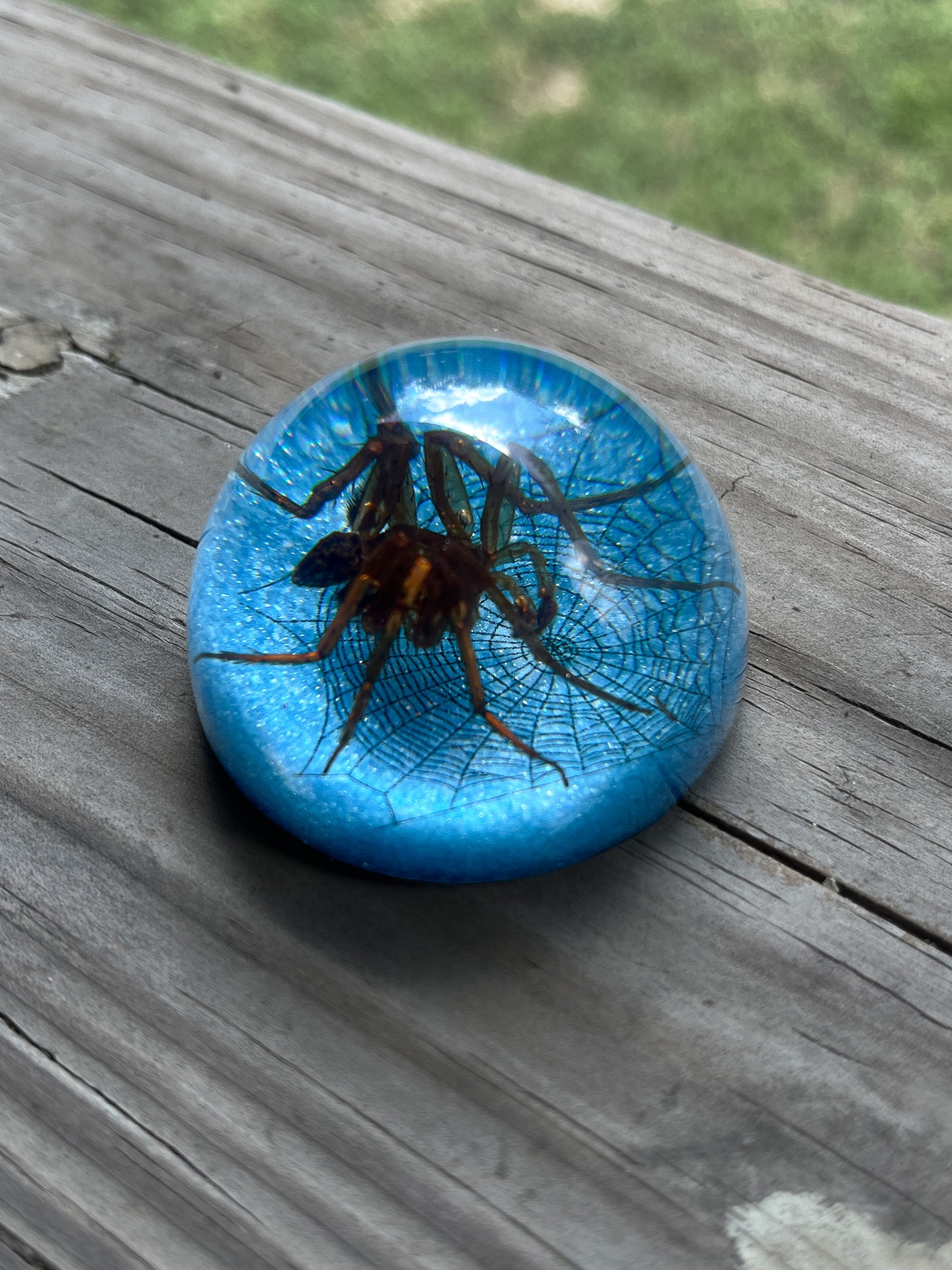 Spider Half Dome Paperweight Small