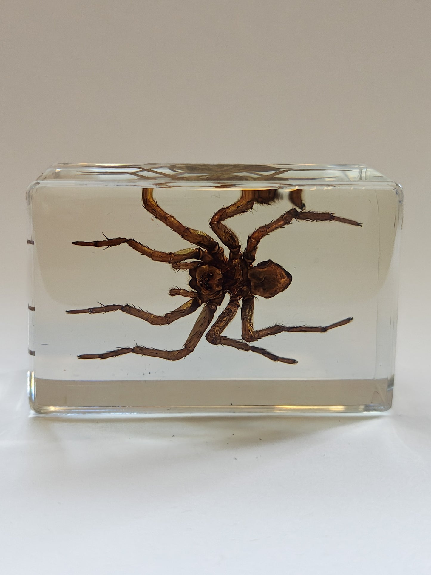 Taxidermy in Resin