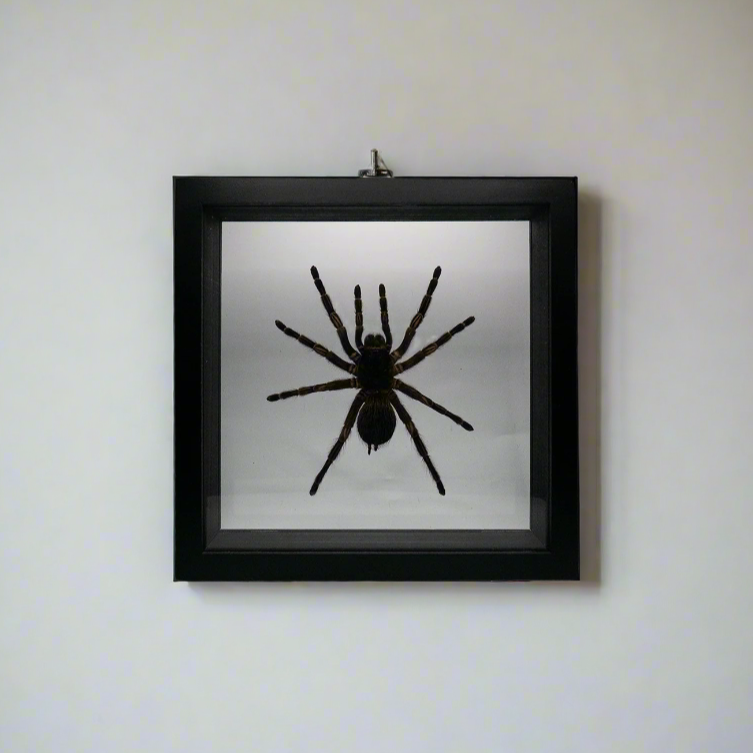 Tarantula Framed Insects