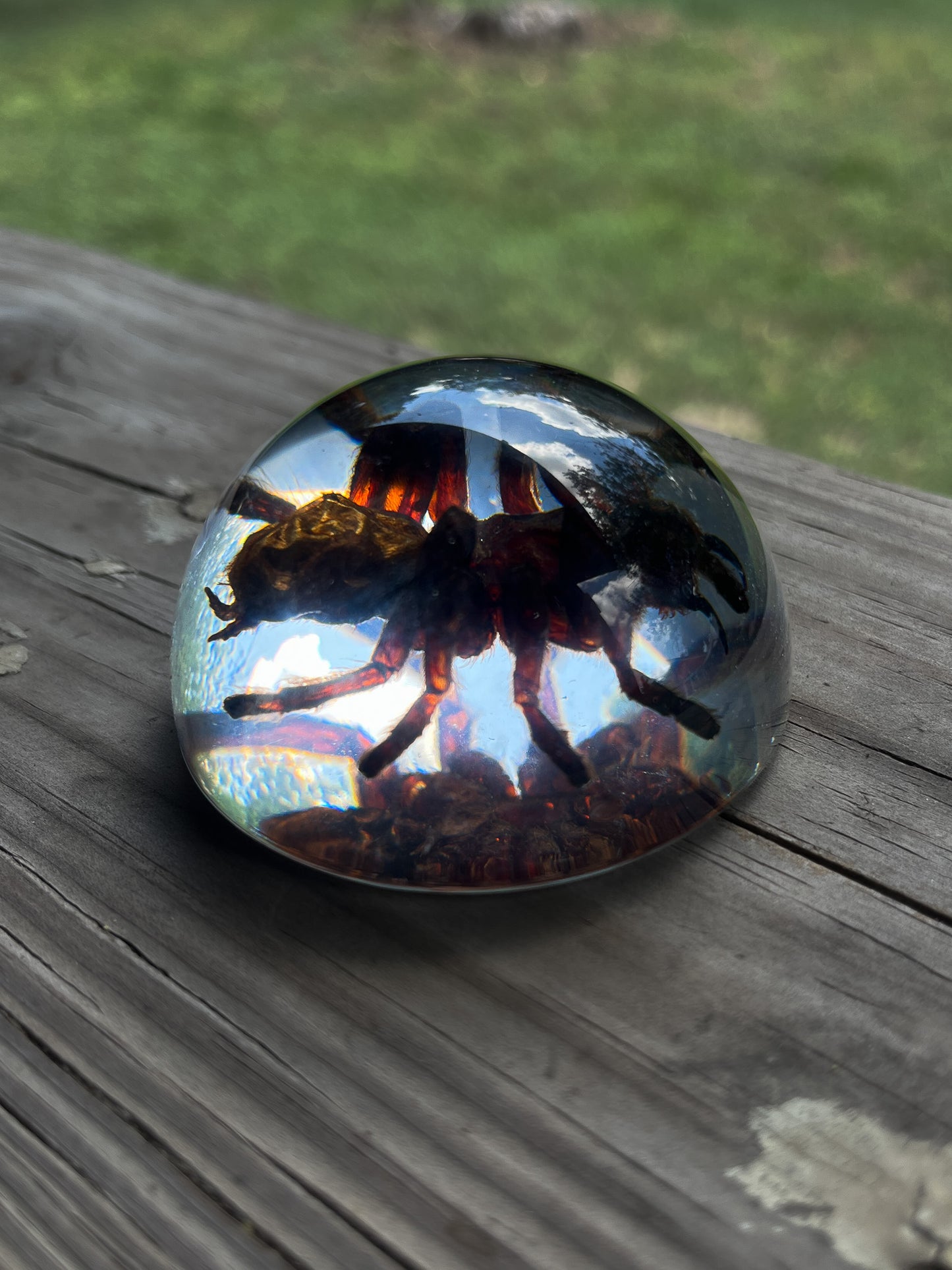 Tarantula Half Dome Paperweight