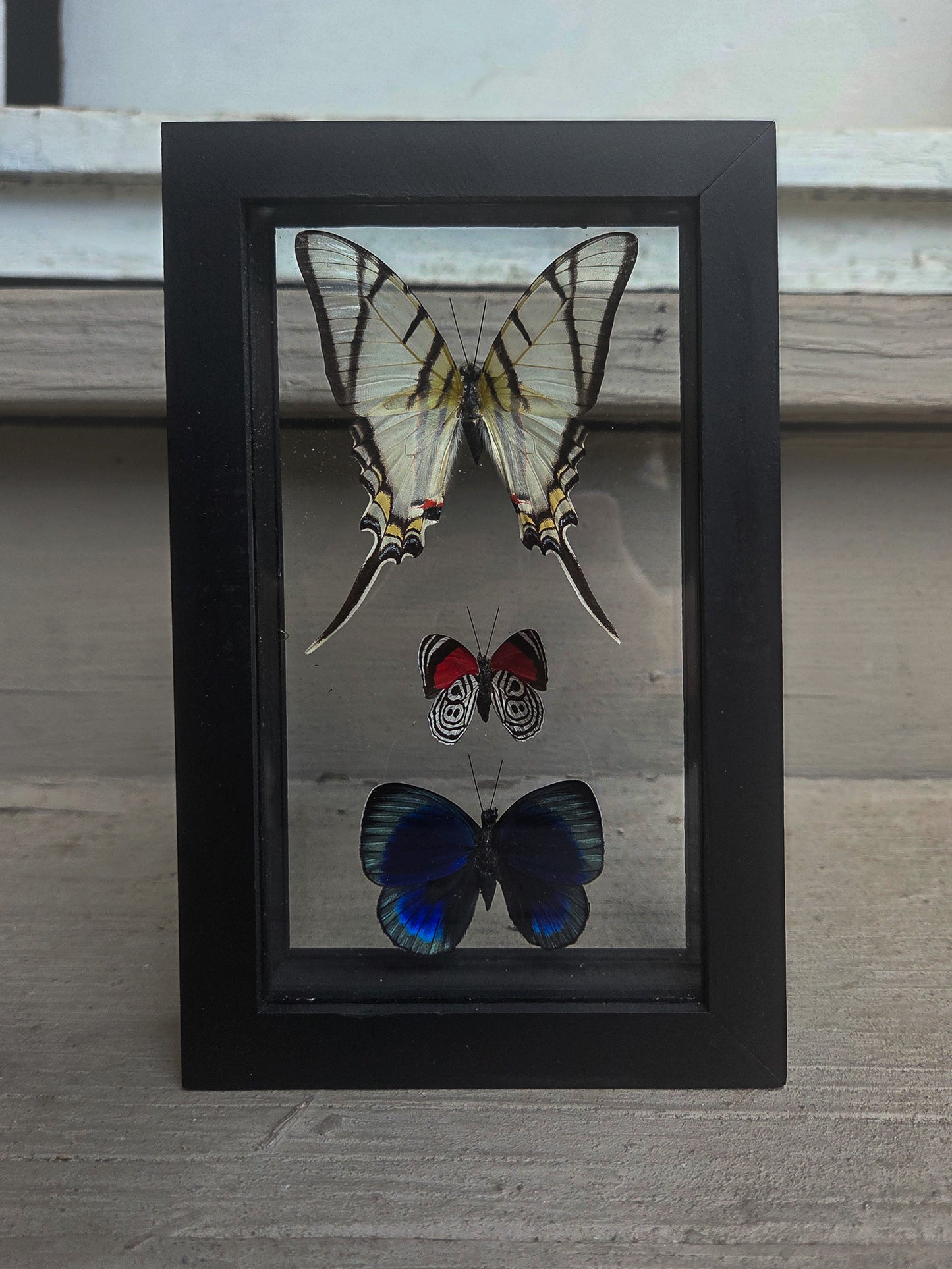 Framed Butterfly Art: Triple
