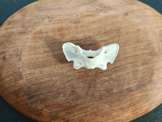 Red Fox Atlas Bone