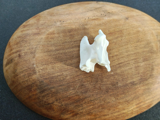 Red Fox Axis Bone