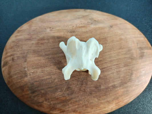 Red Fox Vertebrae Bone