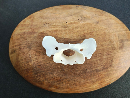 Coyote Atlas Bone