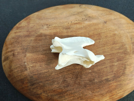Coyote Axis Bone
