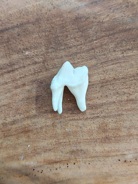 Coyote Molars
