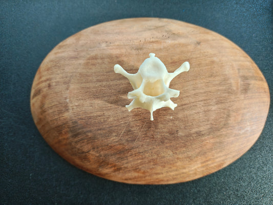 Coyote Vertebrae Bone