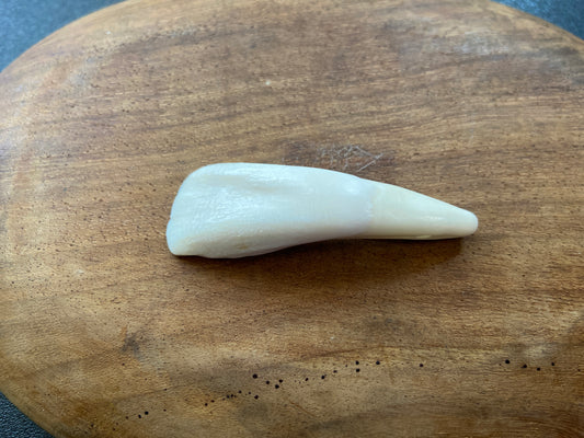 Buffalo Teeth