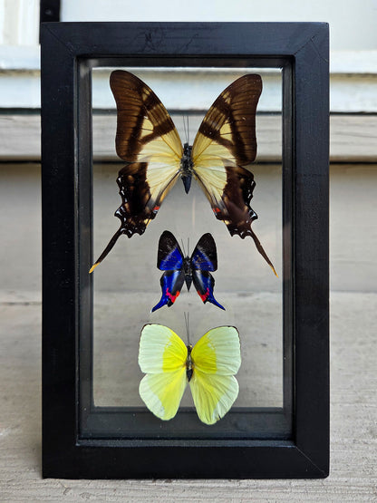 Framed Butterfly Art: Triple