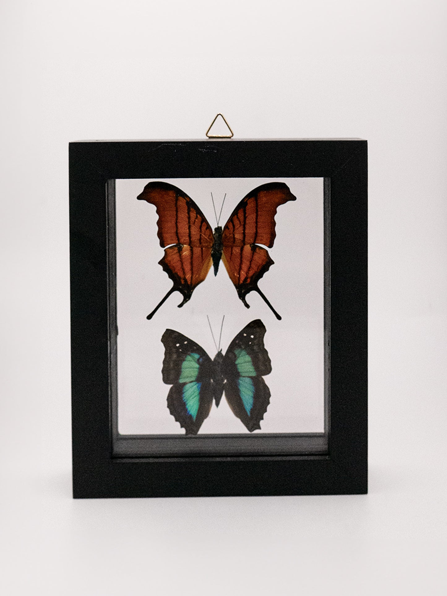 Framed Butterfly Art: Double