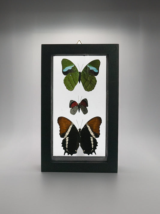 Framed Butterfly Art: Triple