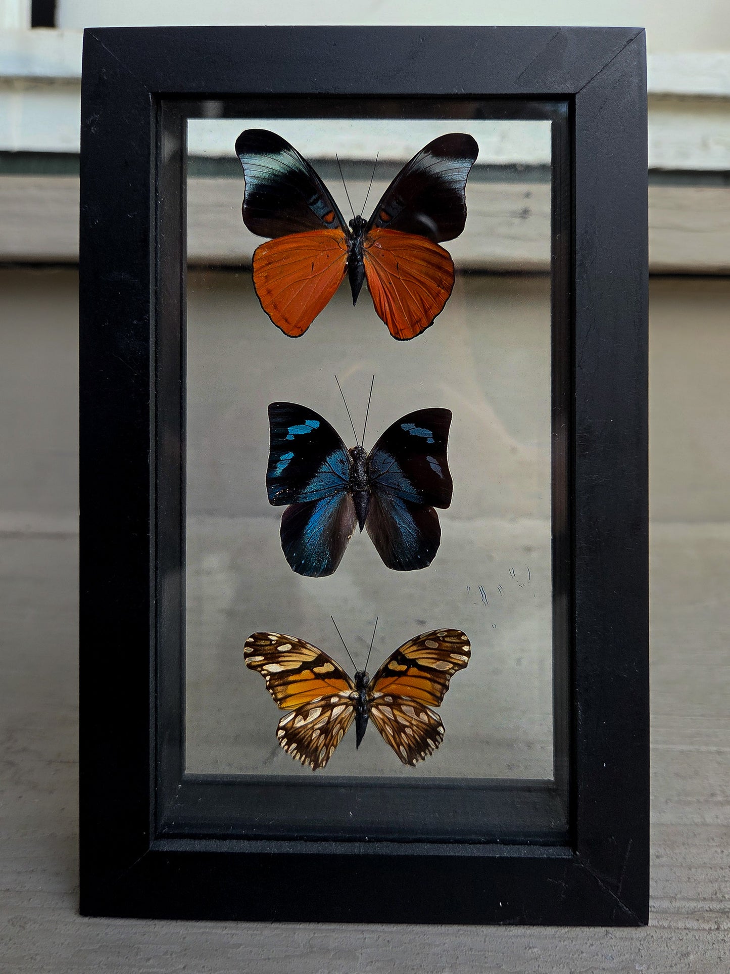 Framed Butterfly Art: Triple