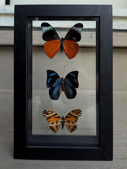 Framed Butterfly Art: Triple