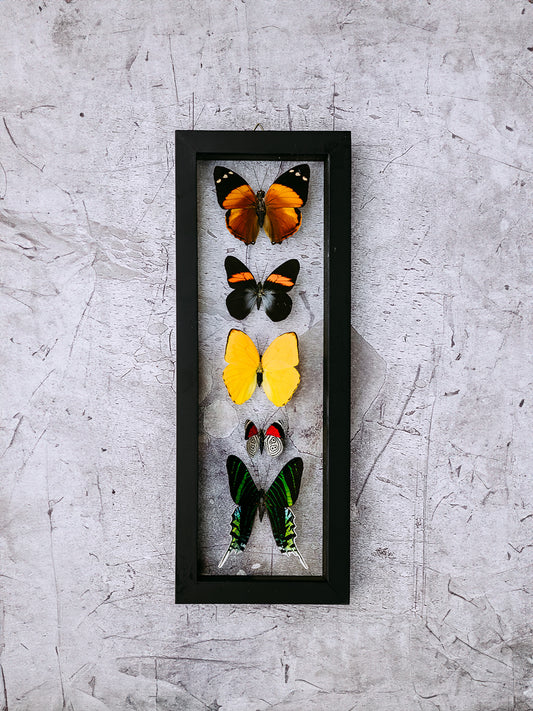 Framed Butterfly Art: 5 Butterfly
