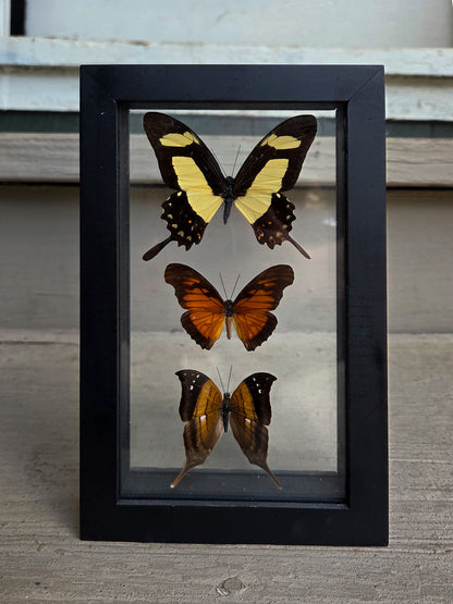 Framed Butterfly Art: Triple