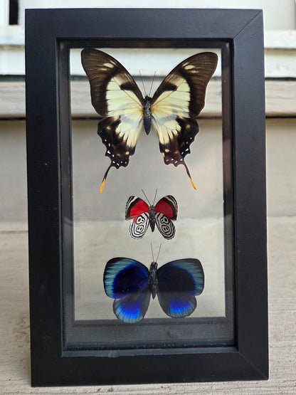 Framed Butterfly Art: Triple