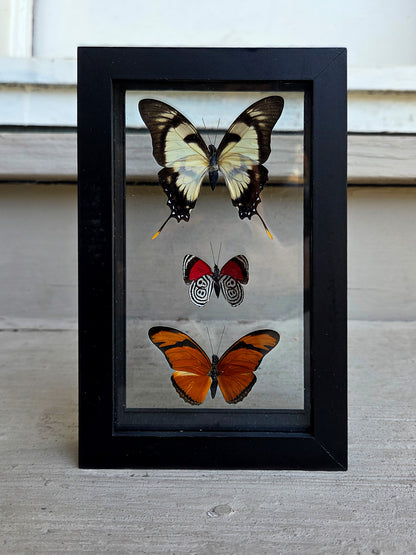 Framed Butterfly Art: Triple