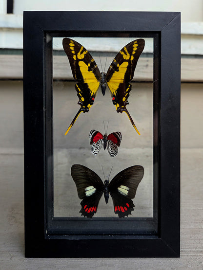 Framed Butterfly Art: Triple