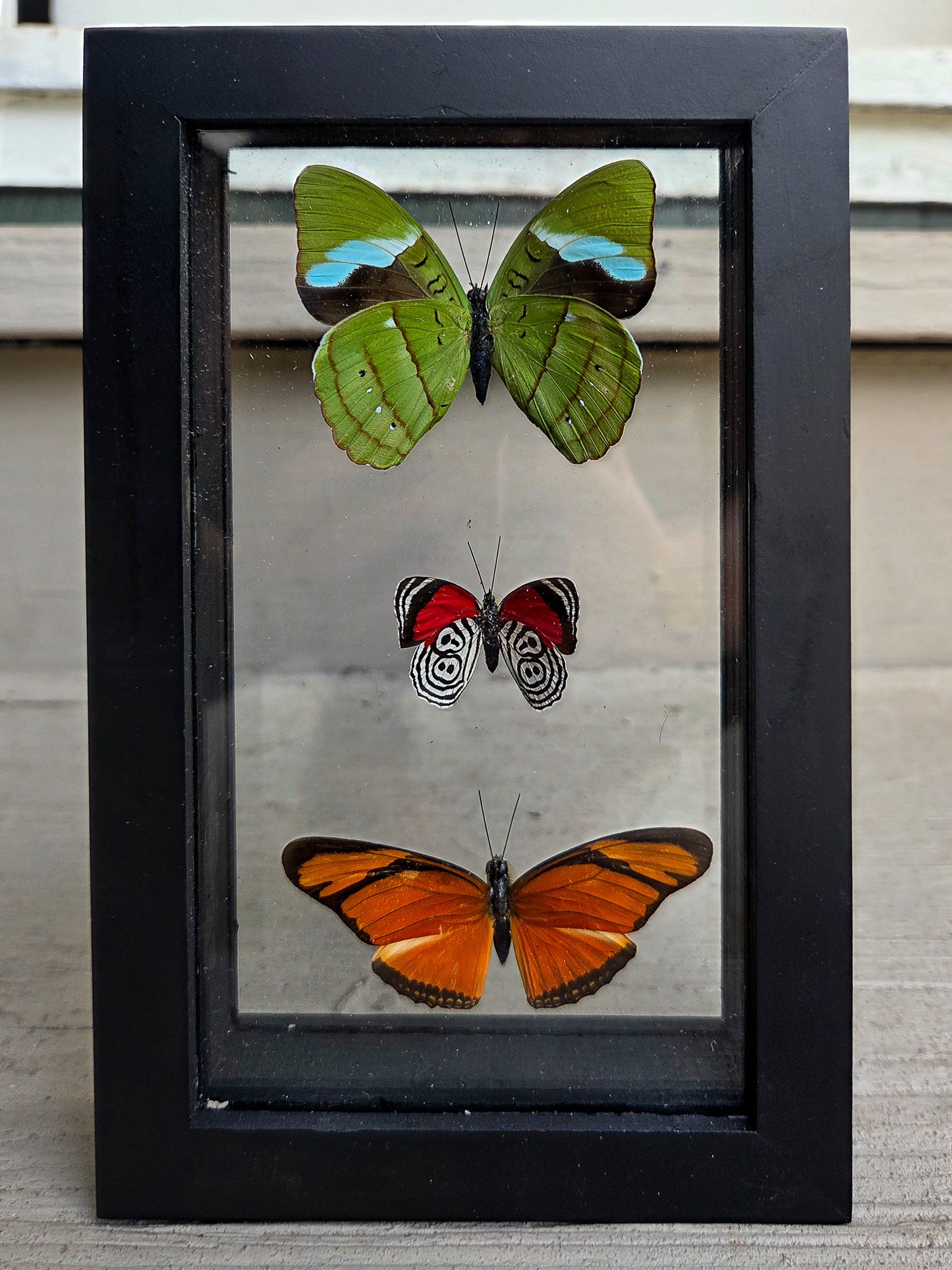 Framed Butterfly Art: Triple
